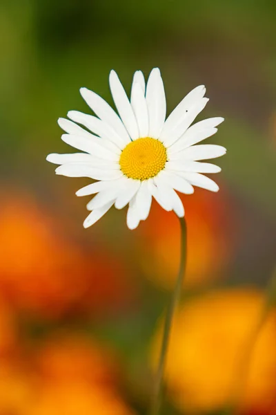 Leuchtende Blumen Der Natur Aus Nächster Nähe — Stockfoto