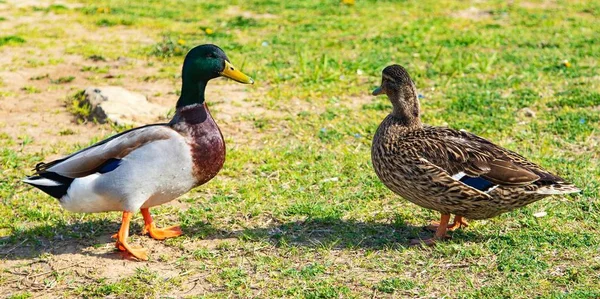 Patos Salvajes Prado Verde —  Fotos de Stock