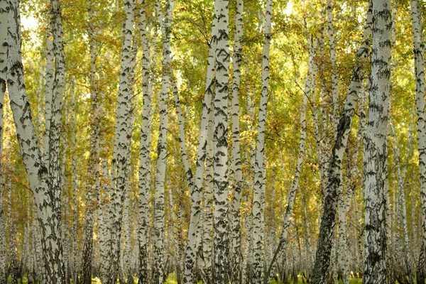 Yellow Birch Forest Late Autumn Nature Landscape — Stock Photo, Image