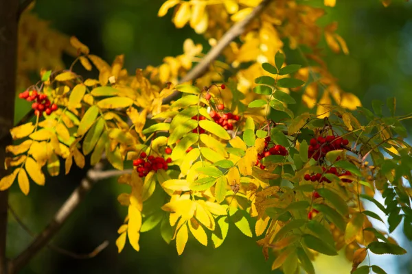 Bagas Vermelhas Uma Árvore Outono Viburno Baga Roxa — Fotografia de Stock