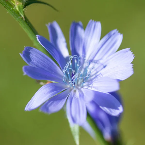 Blue Chicory Flower Closeup — Stock Photo, Image