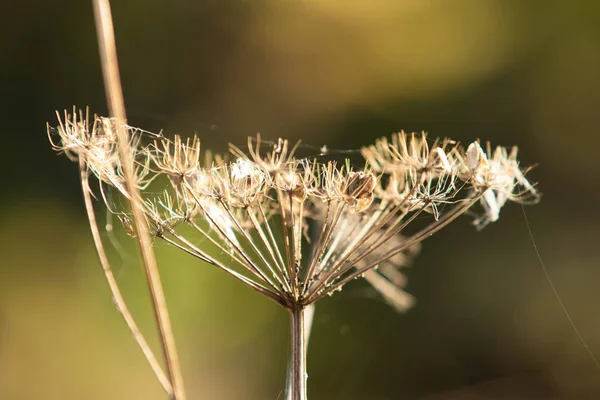 Dry Parsley Flowers Nature — Stock Photo, Image