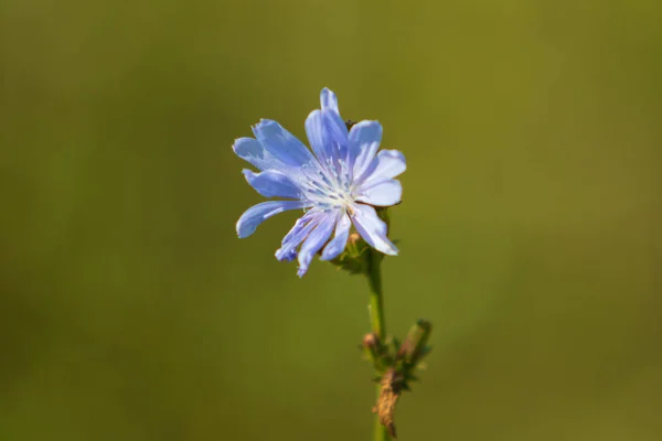 Blauwe Bloemen Witloof Natuur — Stockfoto