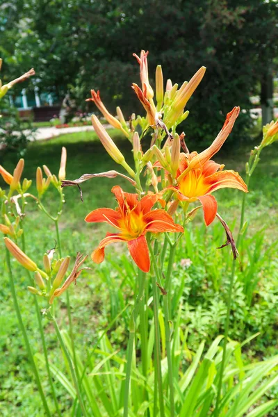 Park Doğa Güzel Çiçekler — Stok fotoğraf