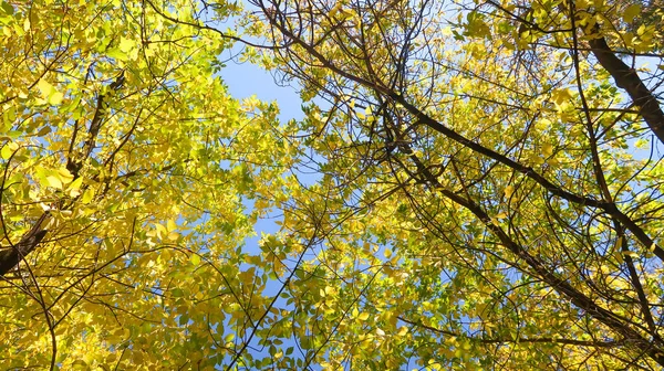 树叶从下面到天空 秋天的风景 — 图库照片