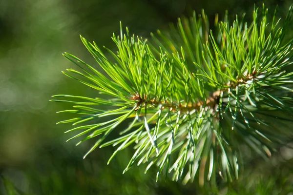 Groene Sparren Takken Close Zomer — Stockfoto