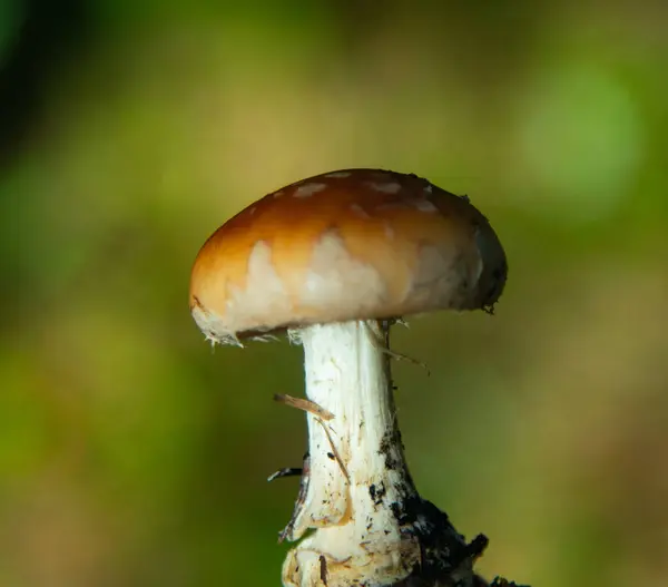 Svamp Skogen Närbild — Stockfoto