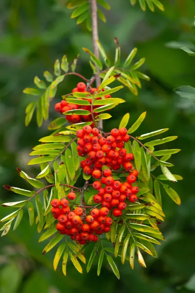 Rowan Tree Summer Ripe Red Berries — Stock Photo, Image