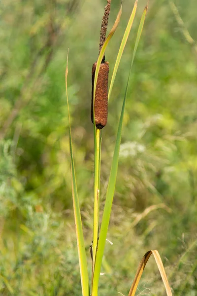 Typha Latifolia Het Veld — Stockfoto