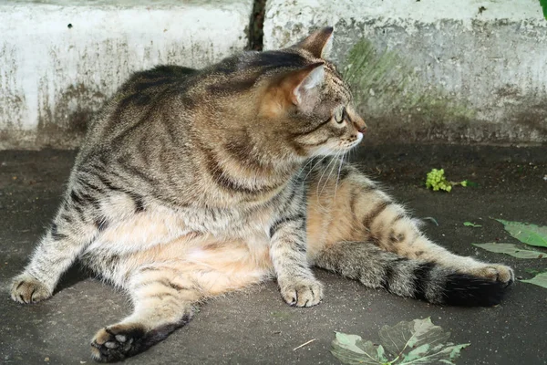 Γκρίζα Γάτα Κάθεται Στο Έδαφος — Φωτογραφία Αρχείου