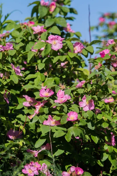 Wilde Hagebuttenlandschaft Aus Nächster Nähe — Stockfoto