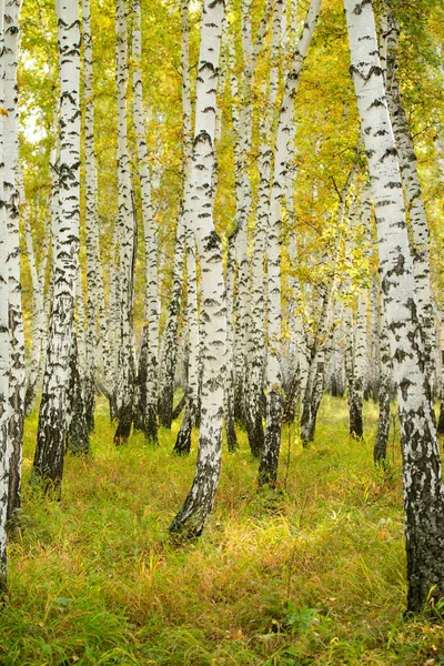 黄色の白樺の森 後半秋自然風景 — ストック写真