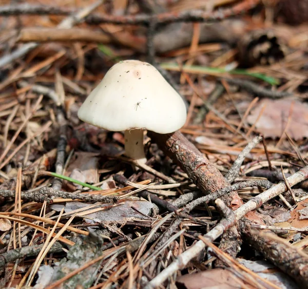 Mushrooms Forest Nature Landscape — Stock Photo, Image