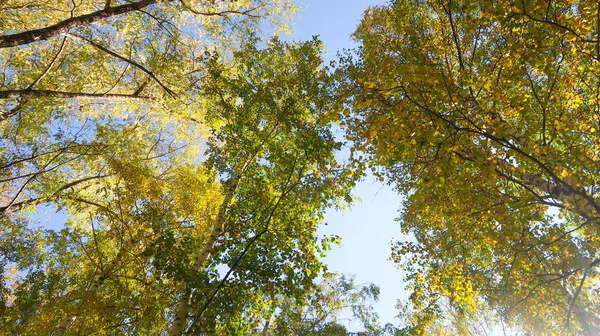 ツリー ビューの下から葉空 秋の風景に — ストック写真