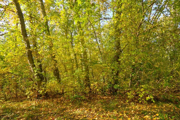 秋の森林風景自然 — ストック写真