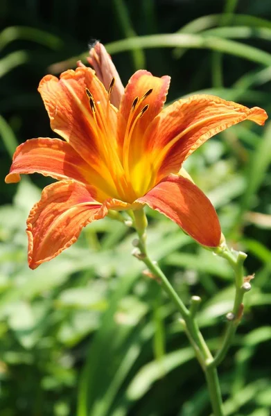 Квіткова Помаранчева Лілія Природа — стокове фото