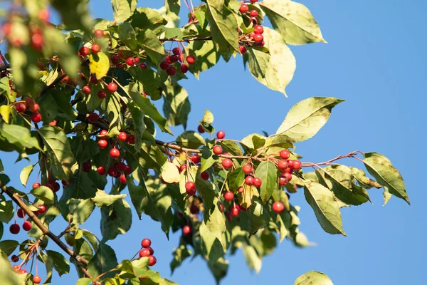 Dzika Jabłoń Owoce Czerwone Drzewo Natura — Zdjęcie stockowe
