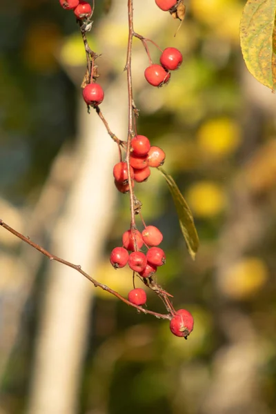Rote Äpfel Einem Baum Herbst — Stockfoto