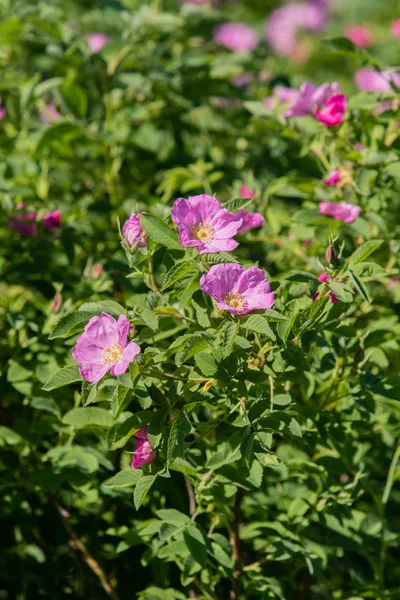 Wild Rose Heupen Landschap Close — Stockfoto