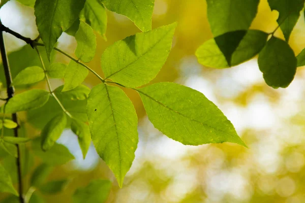 Foresta Autunnale Alberi Decidui Paesaggio — Foto Stock