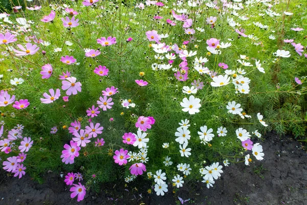 Cosmos Flores Naturaleza Primer Plano Paisaje —  Fotos de Stock