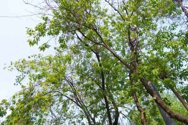 stock image green leaves of a tree from below to the sky