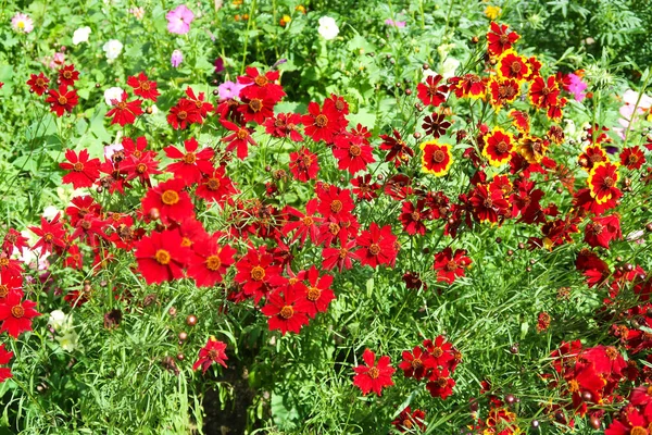 Coreopsis Kleurstof Bloemen Natuur — Stockfoto