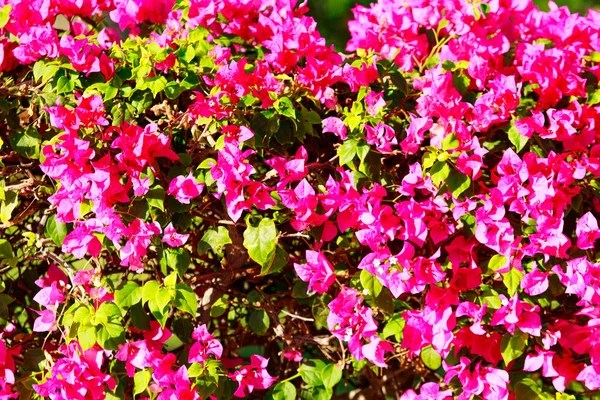 Bougainvillea Flores Brillantes Paisaje —  Fotos de Stock