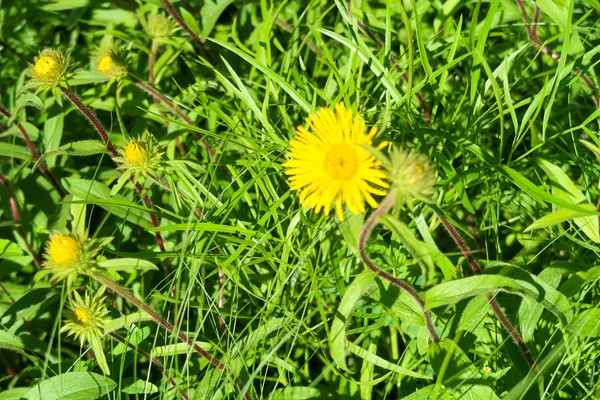 Gula Blommor Grönt Gräs — Stockfoto