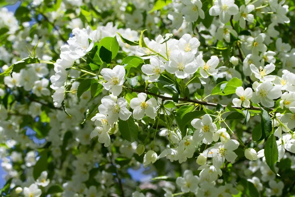 白色花苹果特写自然景观 — 图库照片