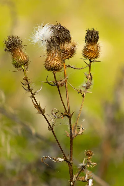 Cardo Murcha Outono Natureza — Fotografia de Stock