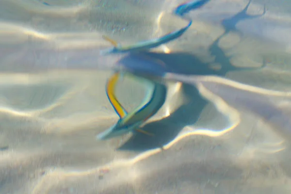 Reef Fish Top View Defocused Water — Stock Photo, Image