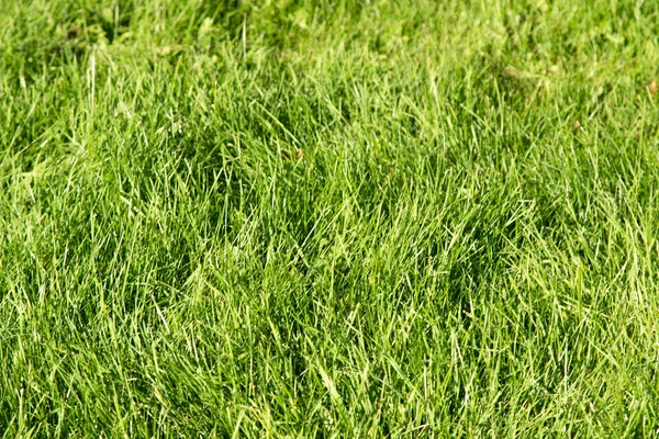 Grama Verde Com Fundo Borrado Bokeh — Fotografia de Stock