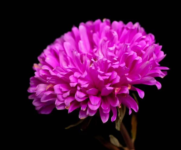 Flores Aster Isolado Fundo Preto — Fotografia de Stock