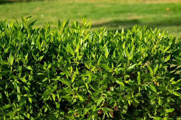 Green Hedge Leaves Background Tea — Stock Photo, Image