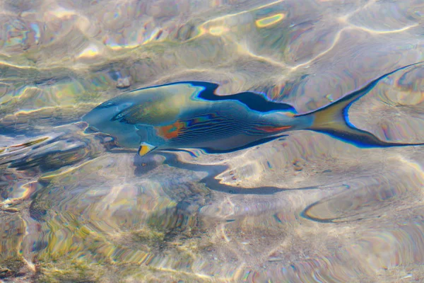 Ikan Karang Pemandangan Atas Defocused Oleh Air — Stok Foto