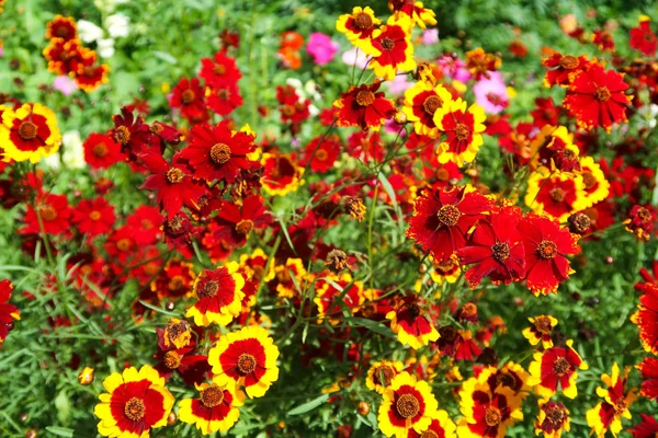 Coreopsis Colorante Flores Naturaleza — Foto de Stock