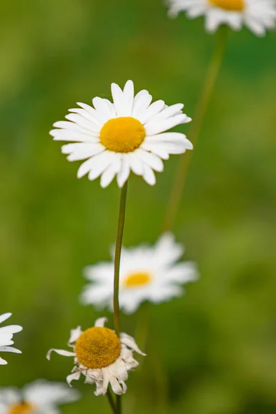 Leuchtende Blumen Der Natur Aus Nächster Nähe — Stockfoto