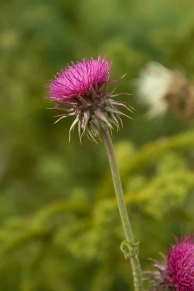 Thistle Flower Closeup Nature — Stock Photo, Image