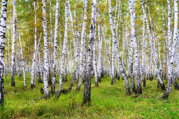 Yellow Birch Forest Late Autumn Nature Landscape — Stock Photo, Image