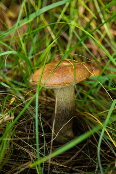 蘑菇在森林自然 — 图库照片