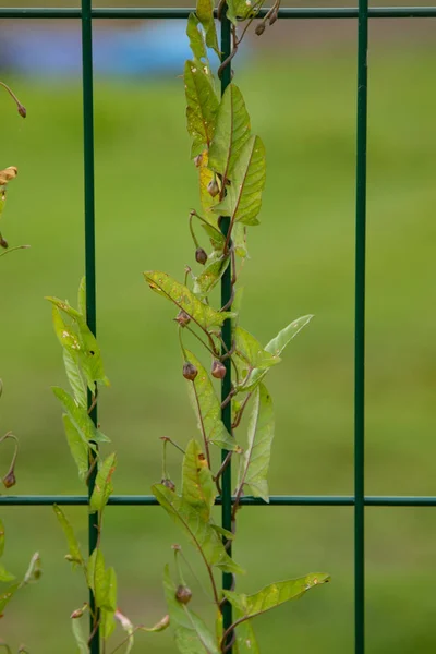 Grünes Unkraut Wächst Auf Einem Metallgitterzaun Die Natur — Stockfoto