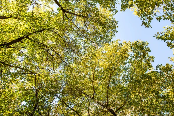 Leaves Trees View Sky Autumn Landscape — Stock Photo, Image