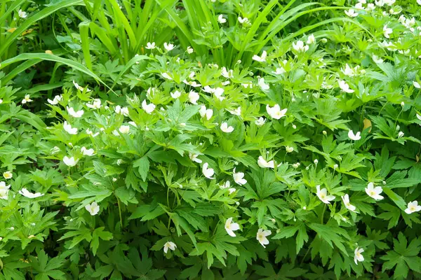 Fleurs Blanches Anémone Fleur Vent Feuillage Vert — Photo