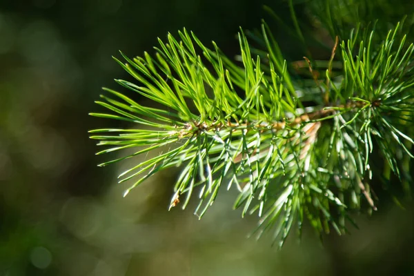 Groene Sparren Takken Close Zomer — Stockfoto