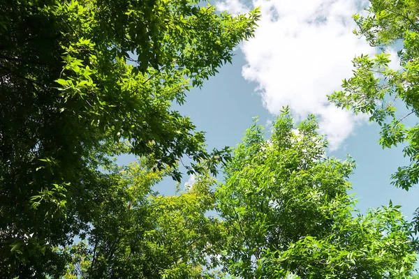 Bosque Verde Vista Primavera Desde Abajo Las Nubes — Foto de Stock