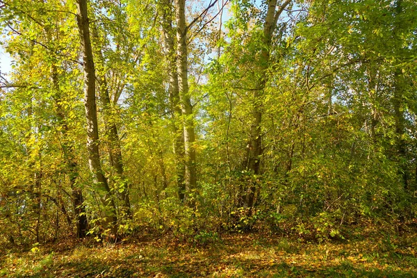 美しい秋の森風景自然 — ストック写真