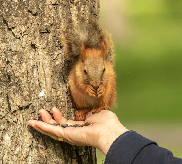 Eichhörnchen Sitzt Auf Dem Arm Und Frisst Samen — Stockfoto