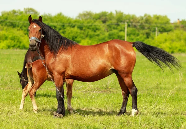 緑の草原に馬とロバ クローズ アップ — ストック写真