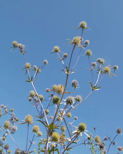 Serratula Coronata Blue Sky Background Selective Focus Social Network Concept — Stock Photo, Image